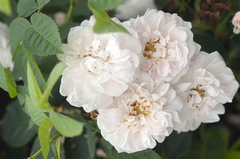 herloom roses